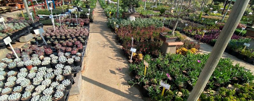 The Aloe Farm