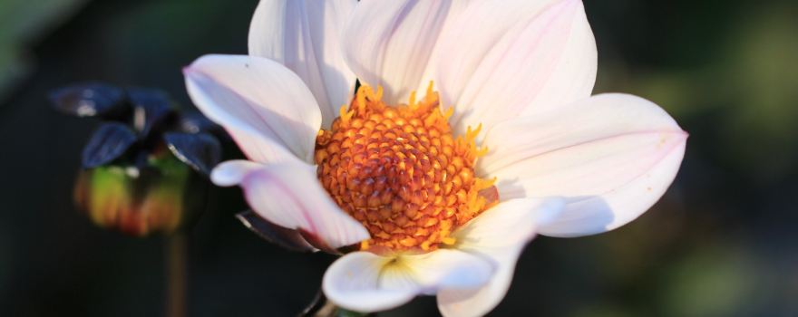 발드문첸