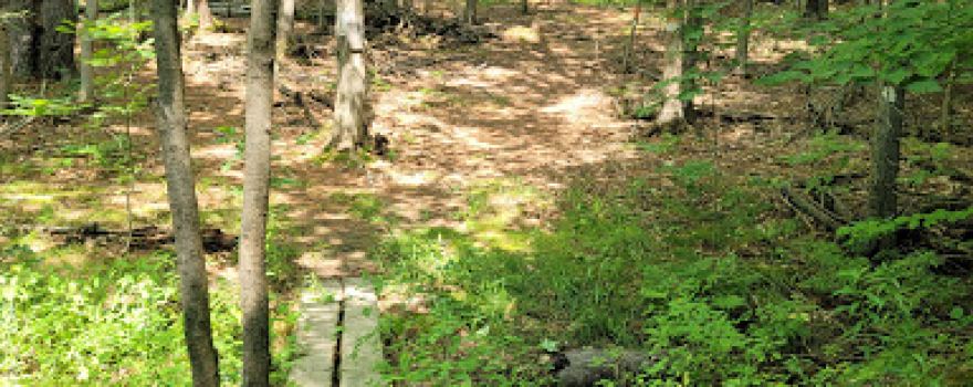 McPhetres Farm Forest