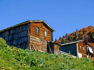 gomvan(çuripira)Yaylasi