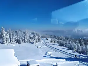 Lookout Grouse