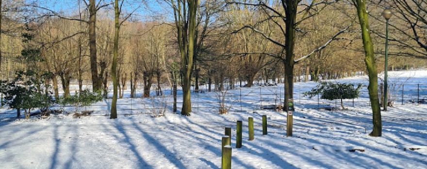 Laerbeek Woods