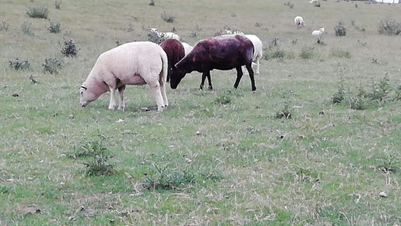 FC. Rot-Weiss Sande-Cäciliengroden