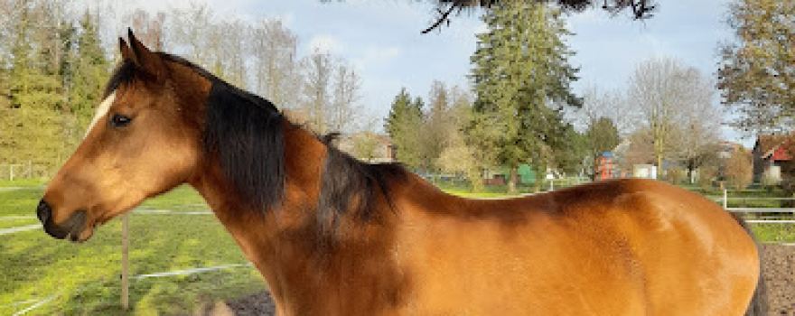 Reitsportclub - Pegasus Mücke e.V.