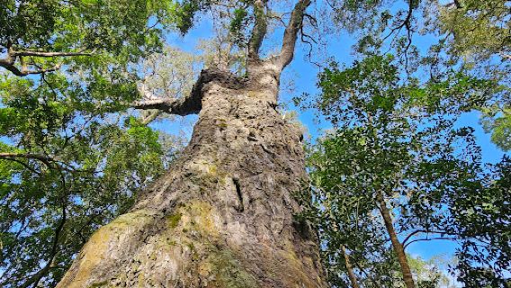 SANParks Woodville Big Tree