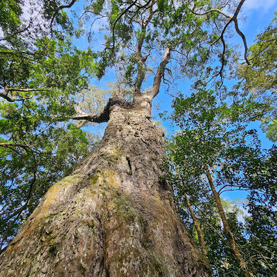 SANParks Woodville Big Tree