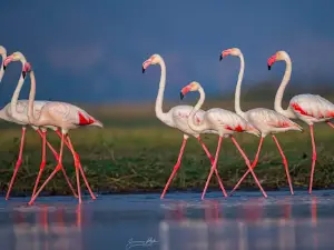 Kumbhargaon birds sanctuary