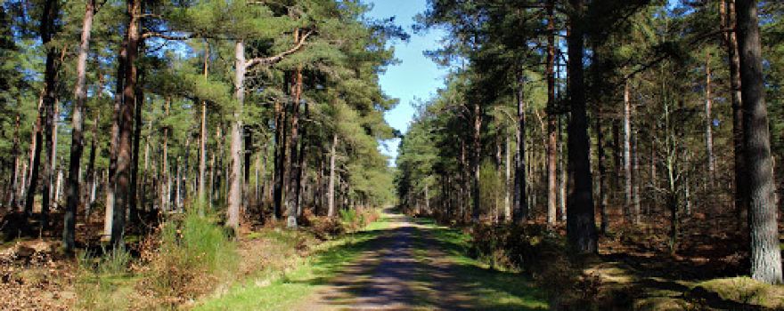 South Annsmuir Woods