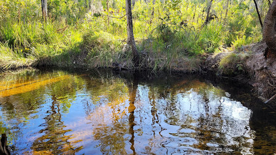 Seary's Creek Day Use Area