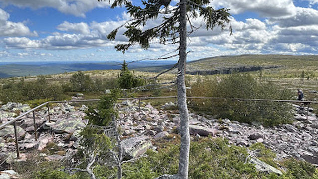 Old Tjikko (Worlds Oldest Tree)