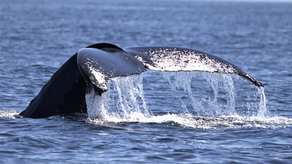 Sidney Whale Watching