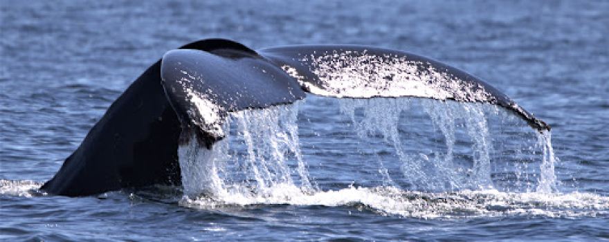 Sidney Whale Watching