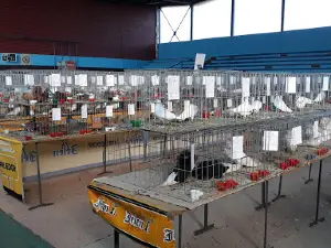Dvorana Mladost