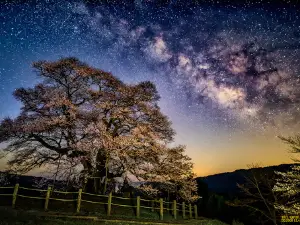 醍醐桜