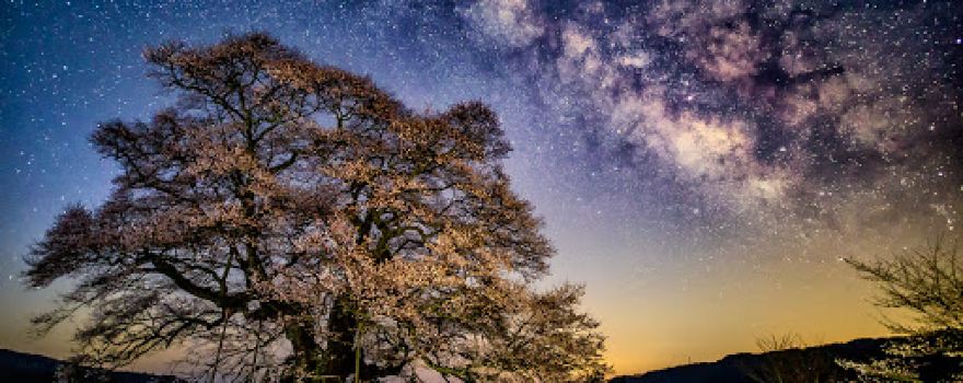 醍醐桜
