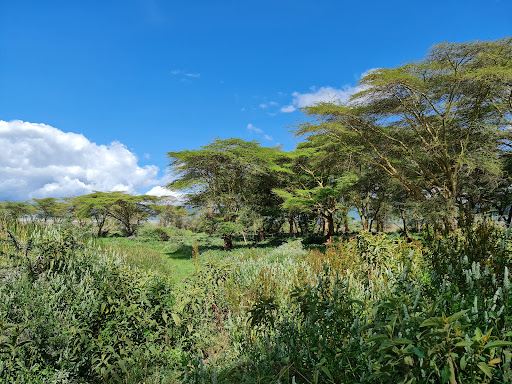 Picknic site