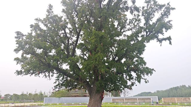 qian nian bai guo shu