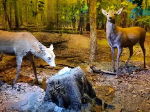 Bielaviežskaja pušča National Park