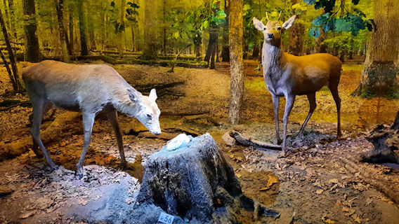 Bielaviežskaja pušča National Park