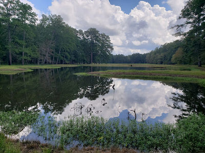 Bienville National Forest