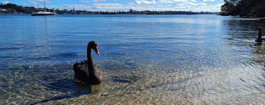 Blackwall Reach Reserve