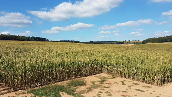 Maislabyrinth Familie Keßler