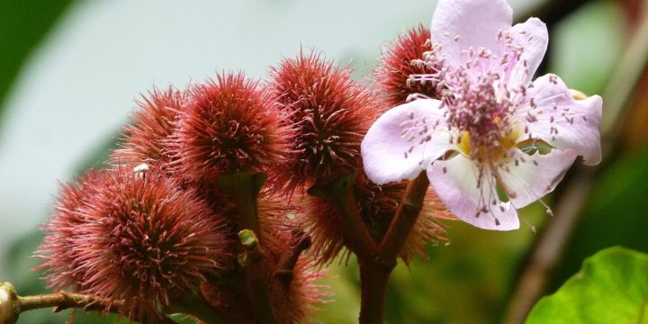 Bosque da Ciencia