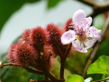 Bosque da Ciencia