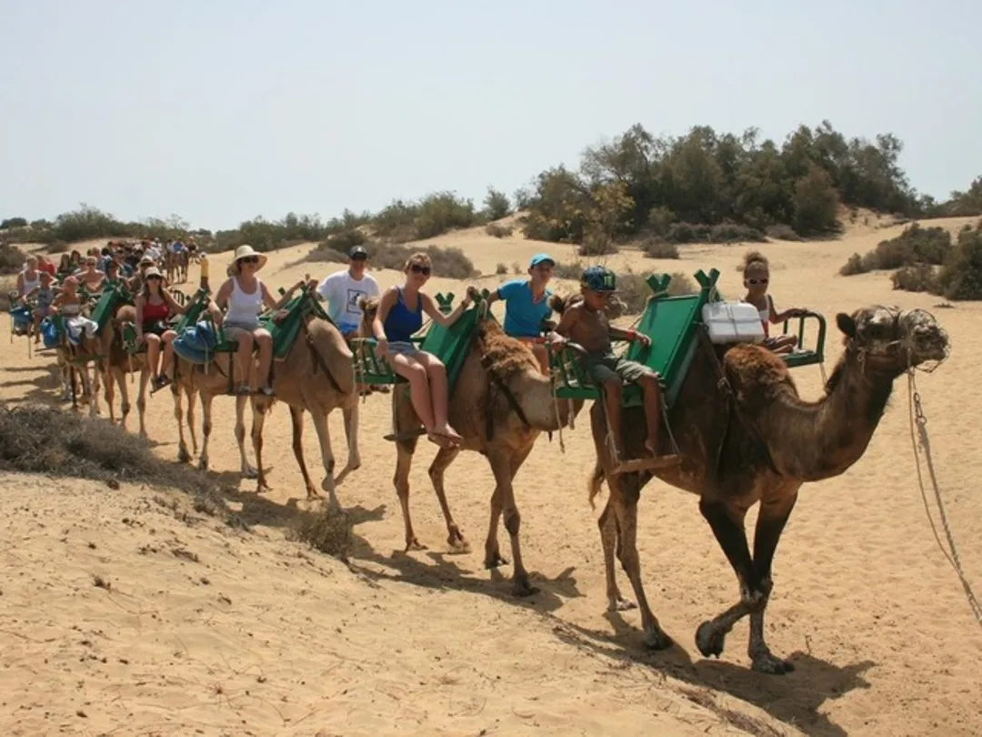 5_Camel safari