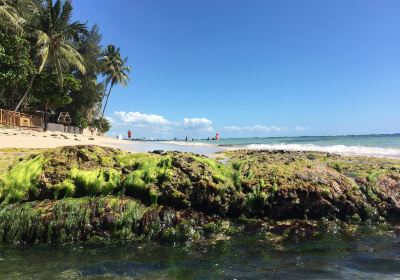 Guayacanes