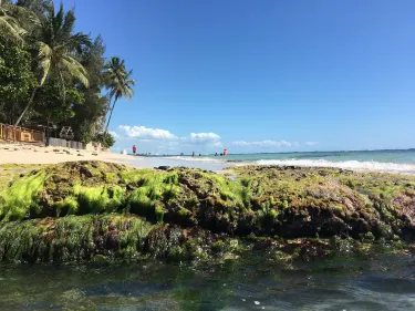 Guayacanes