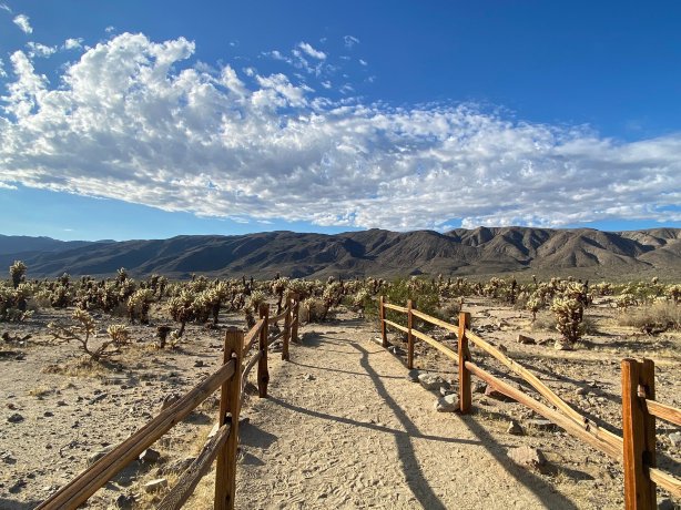 Cholla Cactus Garden Trail Tickets [2026] - Promos, Prices, Reviews &  Opening Hours | Trip.com