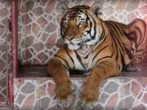 Al Noman Zoo
