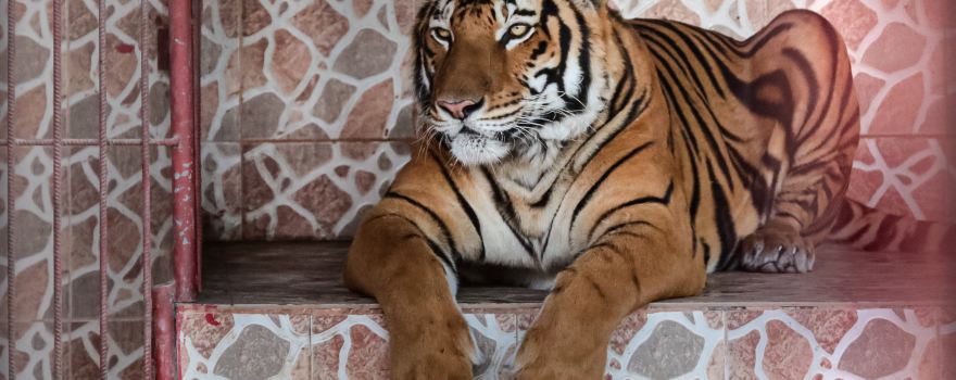 Al Noman Zoo