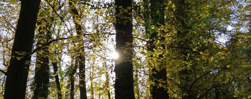 Forêt de Marly
