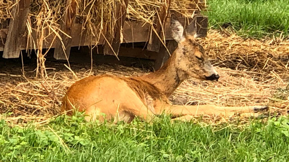 "Dragoș Vodă" Bisons and Carpathian Fauna Reserve