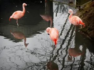 Amazona Zoo