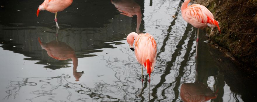 Amazona Zoo