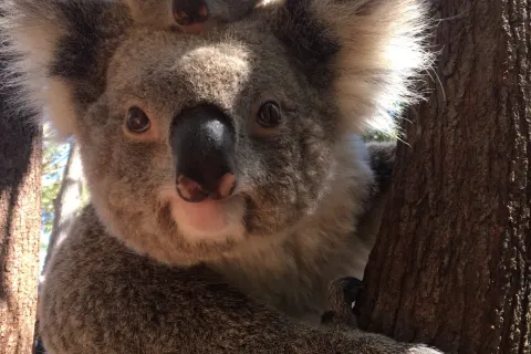zoo di Perth