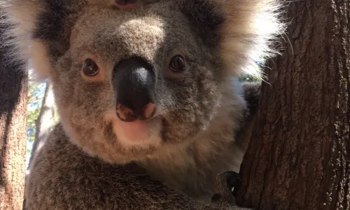 珀斯動物園