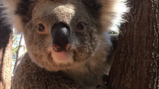 1_Perth Zoo
