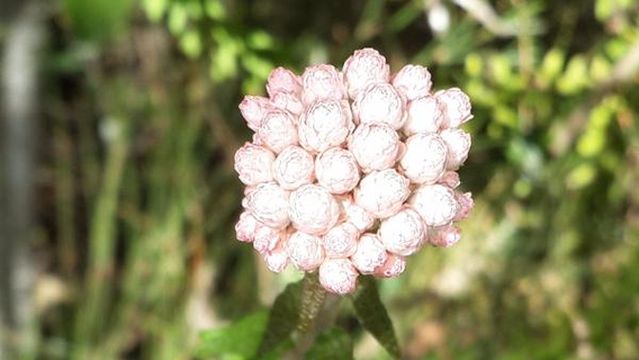 Pledge Nature Reserve