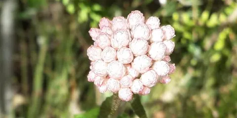 Pledge Nature Reserve