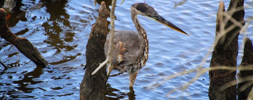 Duck Town Park Boardwalk