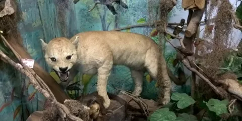 Natural History Museum