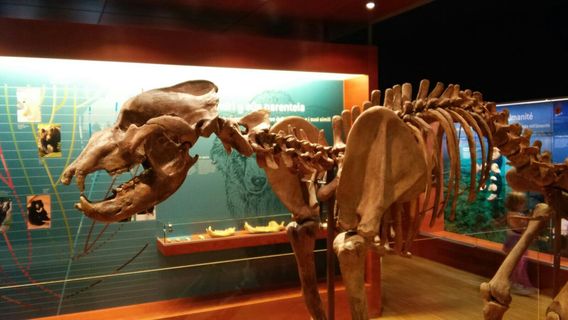 Museum Ladin Ursus ladinicus