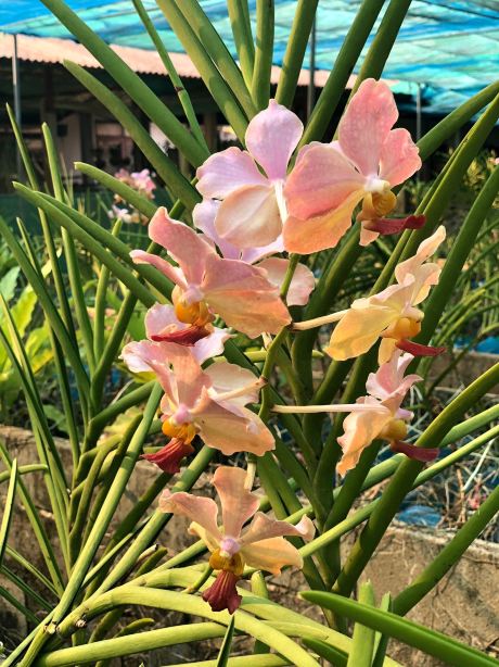 Udon Sunshine Orchid