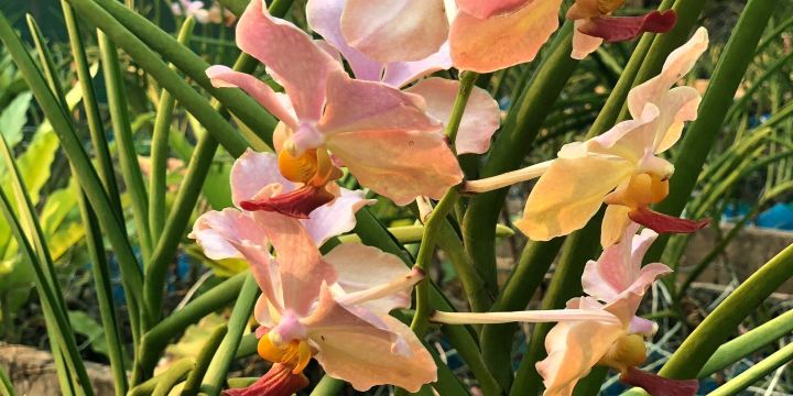 Udon Sunshine Orchid