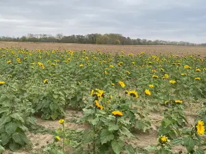 Fulton Farms Inc