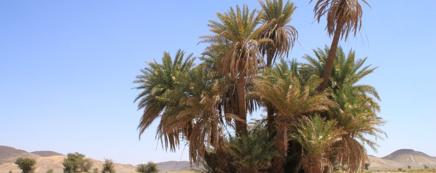 Sahara Espace